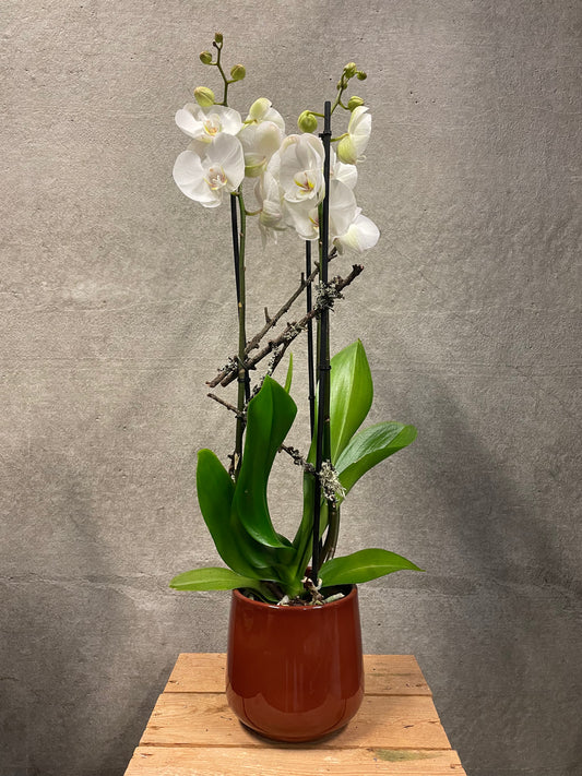 Orchidee