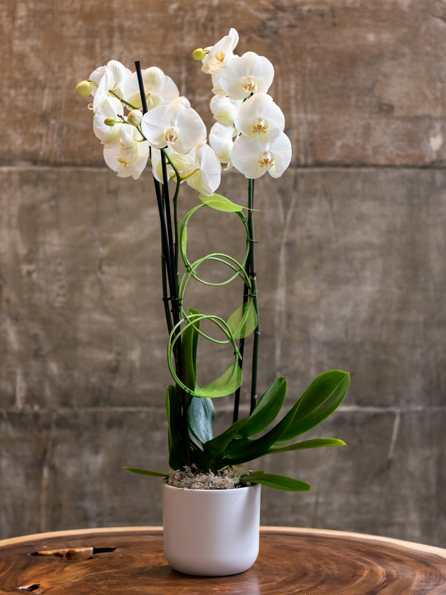 Planten