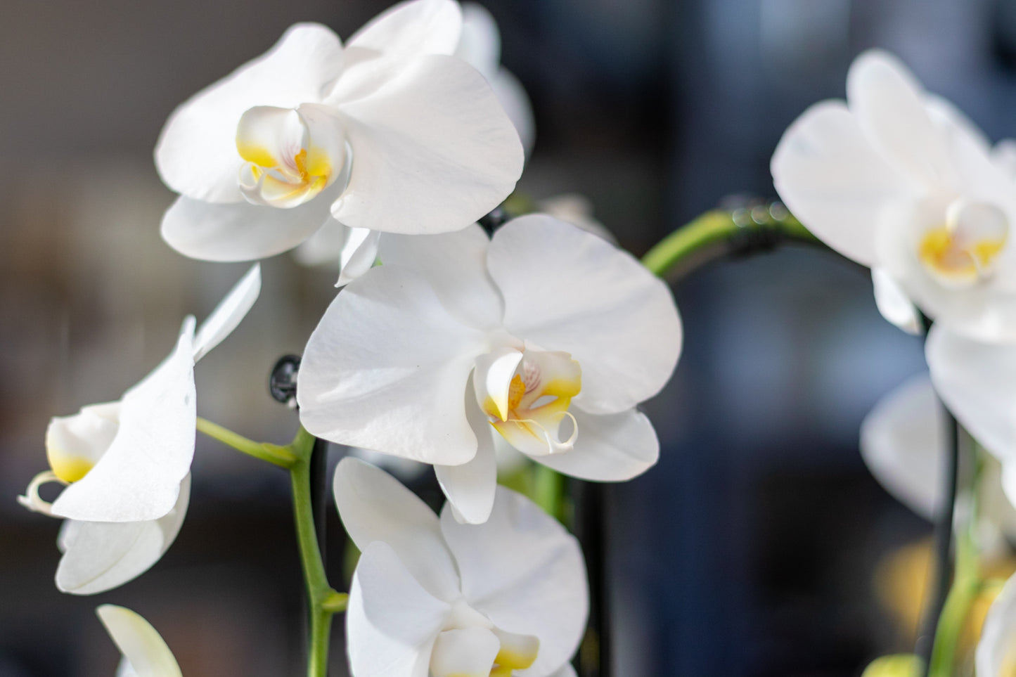 Orchidee